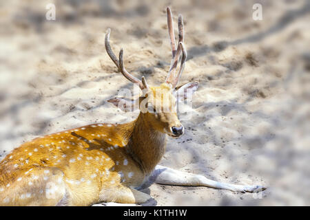 Die Hirsche sind entspannend am Sand im Zoo, an ihnen unschuldig und friedlich. Stockfoto