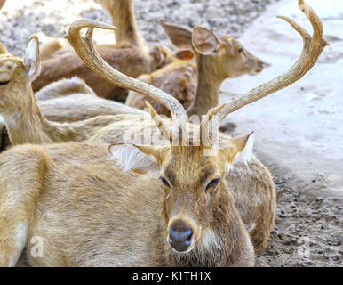 Die Hirsche sind entspannend am Sand im Zoo, an ihnen unschuldig und friedlich. Stockfoto