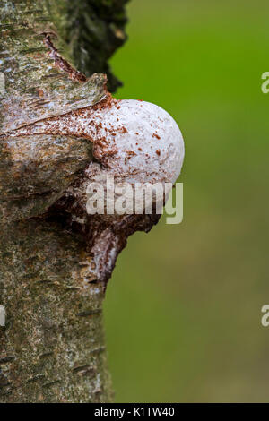 Emerging Fruchtkörper/basidiocarp der Birch polypore/birke Halterung/Rasiermesser Strop (Piptoporus betulinus) Platzen durch Birke Baumrinde Stockfoto