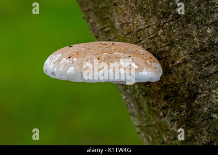 Junge Fruchtkörper/basidiocarp der Birch polypore/birke Halterung/Rasiermesser Strop (Piptoporus betulinus) auf Birke Stockfoto