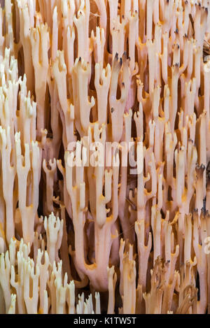 Strenge - Niederlassung Coral/aufrecht Coral (Ramaria stricta/Clavaria Stricta) auf dem Waldboden Stockfoto