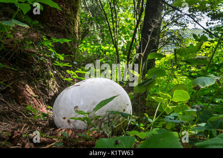 Riesige puffball (Calvatia Topik/Langermannia gigantea) auf dem Waldboden im Spätsommer Stockfoto