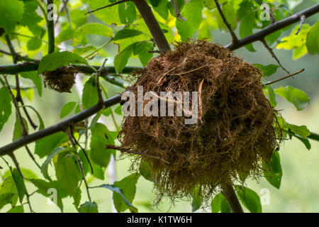 Rose bedeguar Gall/Robin nadelkissen Gall/moss Gall (Diplolepis rosae) Verzerrung, die durch die Galle Wasp (Diplolepis rosae) am Schlehdorn / schlehe Stockfoto