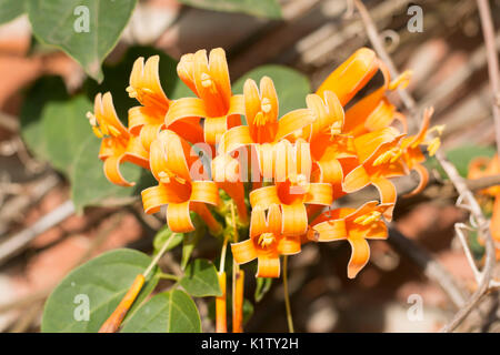 Blühende Pyrostegia venusta, gemeinhin als Flamme Rebsorten bekannt, orange trumpet Vine, goldene Dusche. Argentinien, Südamerika Stockfoto