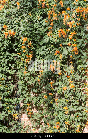 Blühende Pyrostegia venusta, gemeinhin als Flamme Rebsorten bekannt, orange trumpet Vine, goldene Dusche. Argentinien, Südamerika Stockfoto