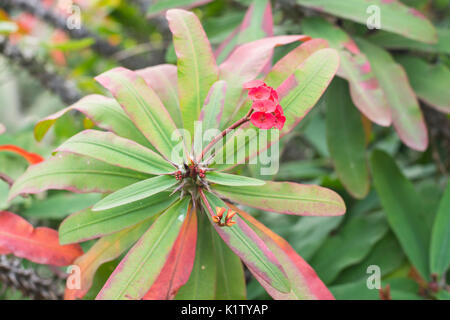 Rote Blumen von den Euphorbia milii var. splendens, allgemeinen Namen Dornenkrone, Christus, Christus Thorn Stockfoto