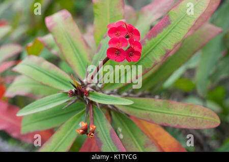 Rote Blumen von den Euphorbia milii var. splendens, allgemeinen Namen Dornenkrone, Christus, Christus Thorn Stockfoto