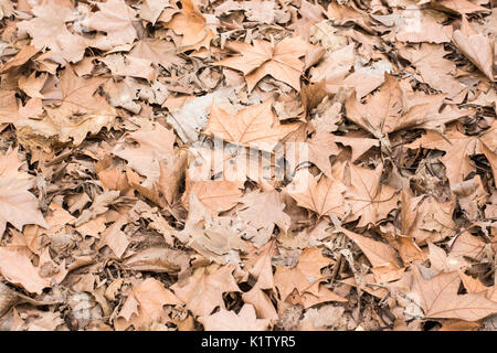 Herbst Laub der Platanen. Platanus acerifolia oder Platanus Hispanica Stockfoto