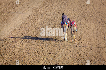 Dubai, Vereinigte Arabische Emirate - 25. März 2016: Camel Handler bei Dubai, VAE Stockfoto