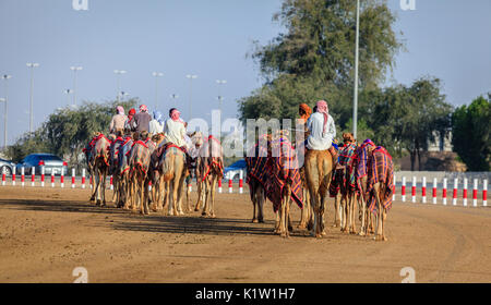 Dubai, Vereinigte Arabische Emirate - 25. März 2016: Camel Handler sind die Tiere für das Rennen in Dubai Camel Racing Club Stockfoto