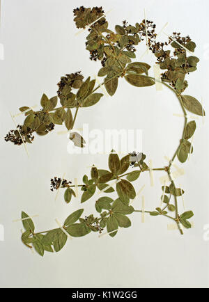 Ein herbarium Blatt mit Rubia Peregrina, die Wilden Krapp oder Levantinischen Krapp, aus der Familie der Rubiaceae, Stockfoto