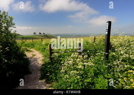 Die baumkrone Gipfel von Oliver's Castle hillfort, aus dem reitweg in der Nähe auf dem Beacon Hill gesehen. Stockfoto