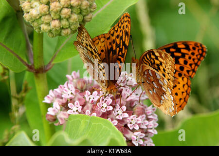 Great Spangled Fritillary Schmetterlinge auf milkweed Blumen Stockfoto