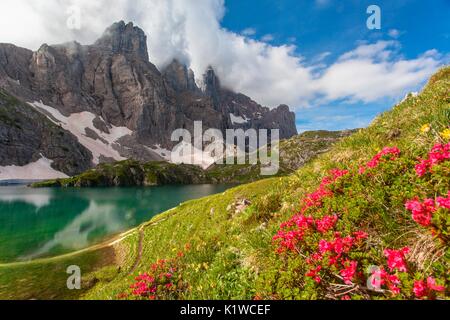 Europa, Italien, Venetien, Belluno. In der Nähe Lago Coldai, Panorama auf der Civetta mit einem blühenden von Rhododendren im Vordergrund. Dolomiten, Civetta g Stockfoto