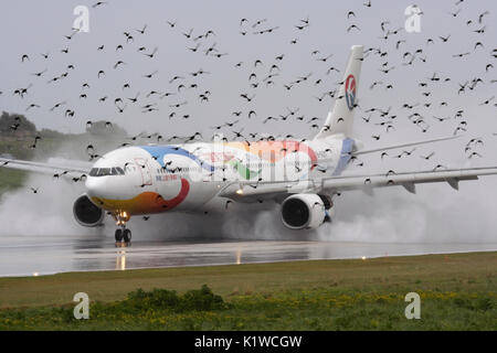 China Eastern Airlines Airbus A330-300 Flugzeug Landung im Regen mit einem Schwarm Vögel über die Piste fliegen. Mögliche Gefahren des Luftverkehrs Stockfoto