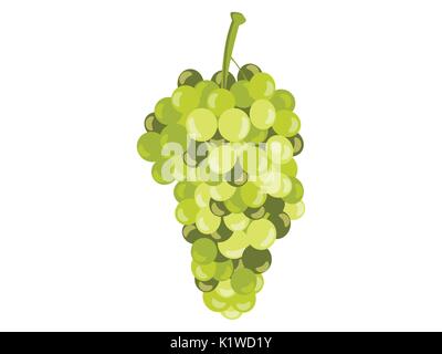 Realistische grüne Trauben auf weißem Hintergrund. Vector Illustration. Stock Vektor