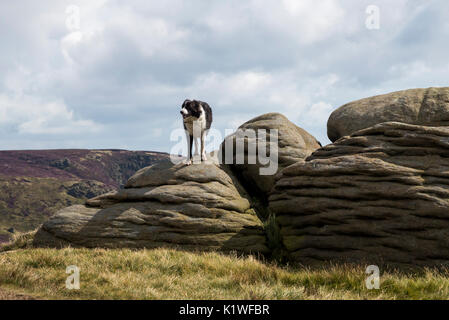 Border Collie stand auf Felsen auf Kinder Scout im Sommer, Peak District, Derbyshire, England. Stockfoto