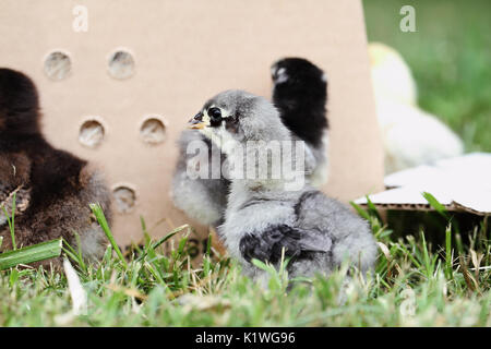 Mail bestellt Baby Blue Cochin Küken neben einen Karton. Extreme Tiefenschärfe mit selektiven Fokus auf das kleine Küken im Vordergrund. Stockfoto