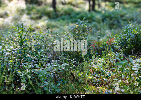 Heidelbeeren im Wald. Sommer Saison. Grüne Pflanzen Stockfoto