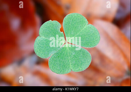 Sauerklee, Blatt, Nordrhein-Westfalen, Deutschland/(Oxalis Naiandinus) | Waldsauerklee, Blatt,, 92660 Stockfoto