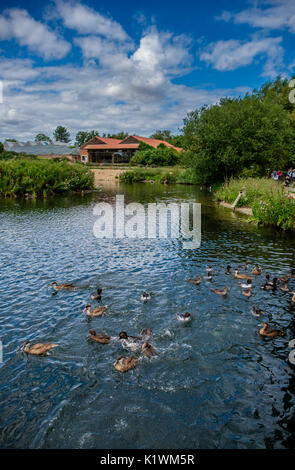 Die wichtigsten Pool neben dem Visitor Center in Pensthorpe Naturpark, Fakenham, Norfolk, Großbritannien Stockfoto