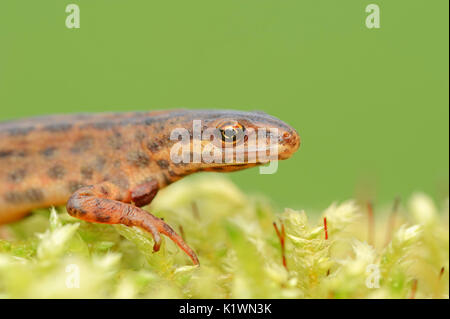 Teichmolch, männlich, Nordrhein-Westfalen, Deutschland/(Lissotriton vulgaris, Triturus vulgaris) | Teichmolch, Maennlich, Nordrhein-Westfalen Stockfoto