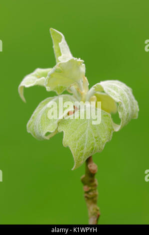 Grau Pappel, Blätter im Frühjahr, Nordrhein-Westfalen, Deutschland/(Populus × canescens) | Grau-Pappel, Blaetter,, 92660 Stockfoto