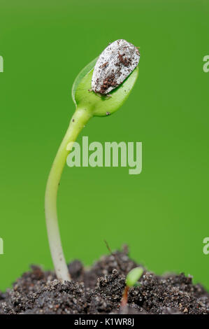 Sonnenblume, Sämling, Nordrhein-Westfalen, Deutschland/(Helianthus annuus) | Sonnenblume, Keimling/(Helianthus annuus) Stockfoto