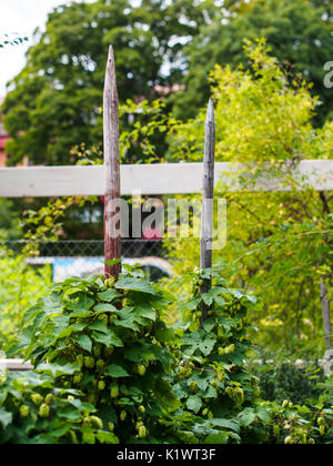 Hopfen wächst auf hölzernen Spike Stockfoto