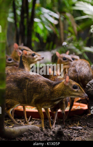 Geringerem Maus-Rotwild im Fragile Wald Gehege im Zoo Singapur, Singapur Stockfoto