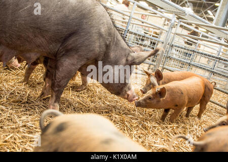 Schweine am Markt Stockfoto