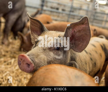 Schweine am Markt Stockfoto