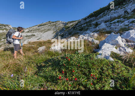 Europa, Italien, Venetien, Belluno. In der Alpe Ramezza entlang der Alta Via Nr. 2 der Dolomiten. Auf dem Hintergrund der Ramezza Berg. Belluno Dolomit Stockfoto