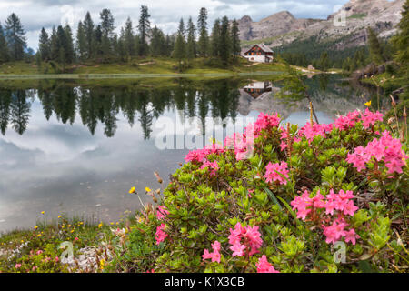 Europa, Italien, Venetien, Belluno. Blüte der Rhododendron am Ufer des Lago Federa, an der Zuflucht Palmieri am Croda da Lago im Hintergrund, Stockfoto