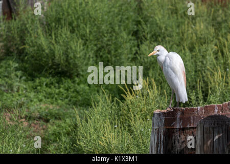 Kleine weiße Vogel stehen auf hölzernen Zaun Stockfoto