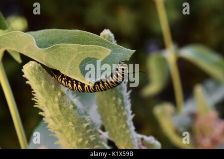 Nahaufnahme von Monarch Caterpillar Essen Milkweed Stockfoto