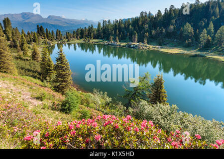 Europa, Italien, Trentino, Trento, Lagorai-Kette, die Colbricon Seen im Sommer mit blühenden Rhododendren und Berg im Wasser spiegeln Stockfoto