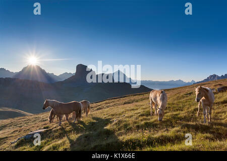 Haflinger Pferde grasen auf der grünen Ebene von Mondeval. Im Hintergrund das Becco di Mezzodì, hinter Sorapiss links und rechts der Pyramide der Ante Stockfoto