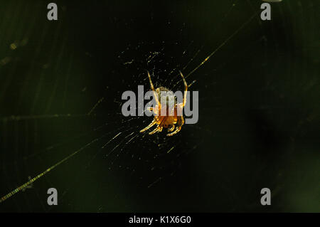 European Garden Spider im Zentrum von Web Stockfoto