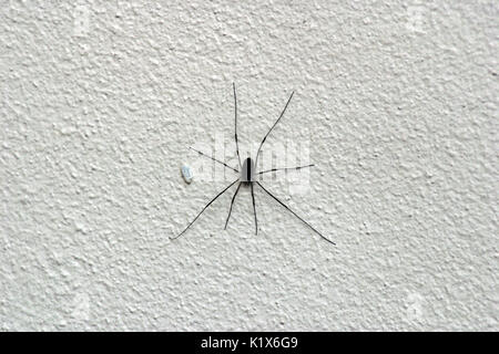 Daddy Long Legs / Schnitter auf der weißen Wand Stockfoto