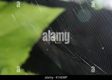 Spinne in der Mitte seiner perfekten Web Stockfoto