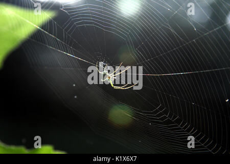 Spinne in der Mitte seiner perfekten Web Stockfoto