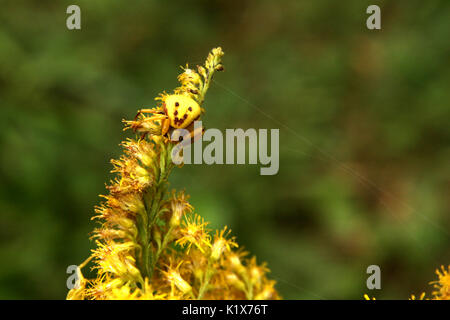 Gelbe crab Spider auf Pflanze getarnt Stockfoto