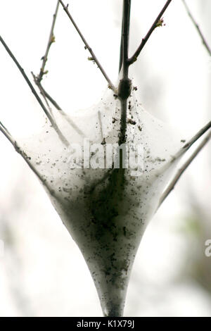 Zelt Raupen auf webbed Nest Stockfoto