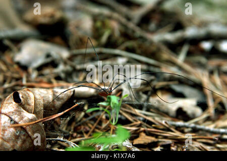 Daddy Long Legs / Schnitter, zu Fuß auf dem Boden Stockfoto