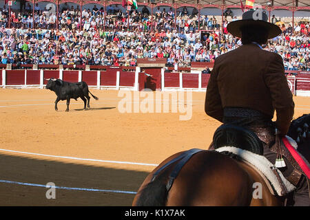 Diego Ventura, Stierkämpfer zu Pferd Spanisch, Ubeda, Provinz Jaen, Spanien, 29. September 2008 Stockfoto