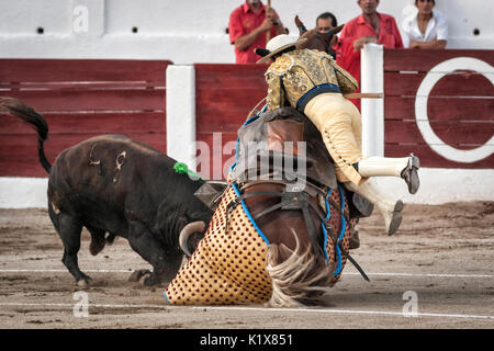 Linares, Provinz Jaen, Spanien - 28. August 2011: Brave bull schwarze Farbe und 640Kg klopft das Pferd aus der Häcksler in einem gewaltigen onslaugh Stockfoto