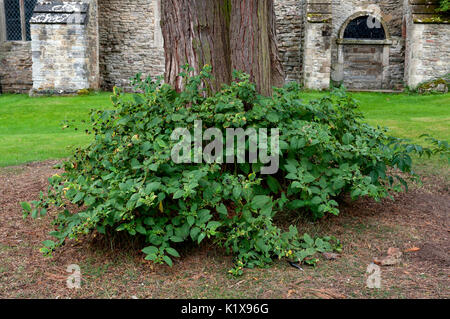 Tollkirsche (Atropa belladonna) Pflanze wachsen in einem Kirchhof, Großbritannien Stockfoto
