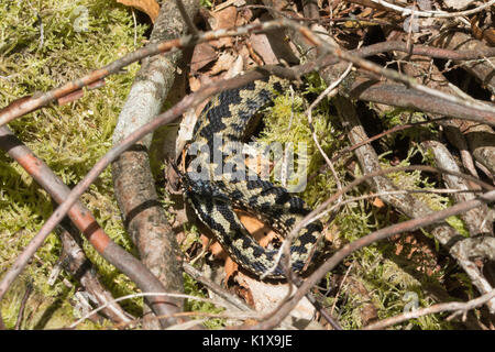 Männliche Kreuzotter (Vipera berus) im natürlichen Lebensraum in Surrey, Großbritannien sonnt Stockfoto