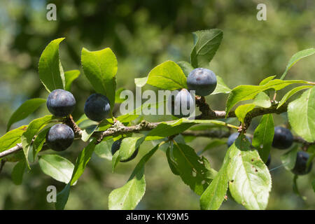 Nahaufnahme der Reife Schlehe (schlehe) Beeren im Spätsommer auf blackthorn Baum in Hampshire, Großbritannien Stockfoto